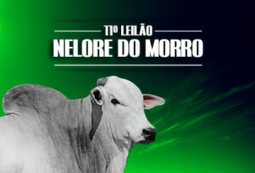11º LEILÃO NELORE DO MORRO